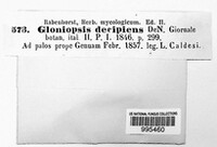Gloniopsis decipiens image